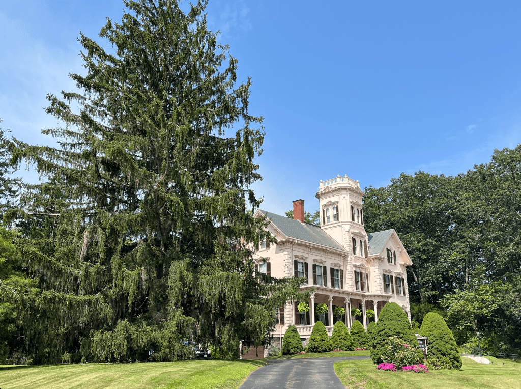 Large pink stone house resembling a castle with a towering pine tree in the front yard, sweeping lawn, and circular driveway